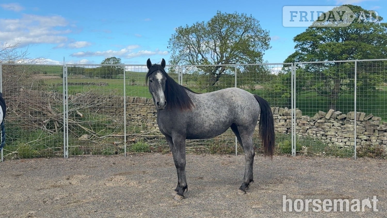 "Willow" Grey Filly Youngstock / Foal