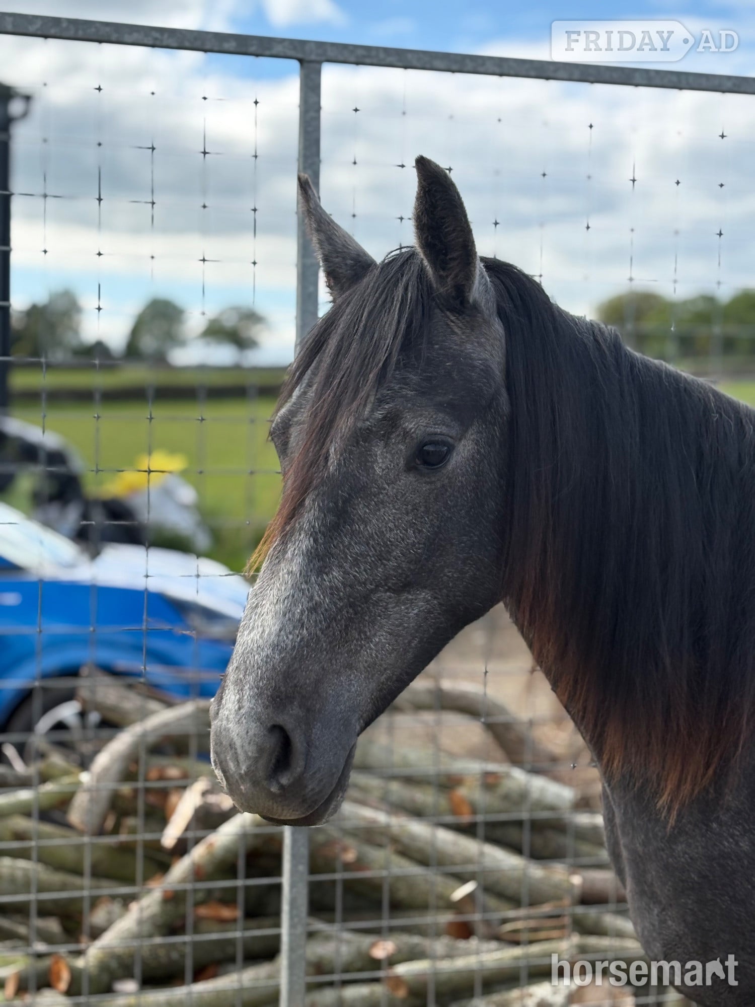 Bingley "Willow" Grey Filly Youngstock / Foal