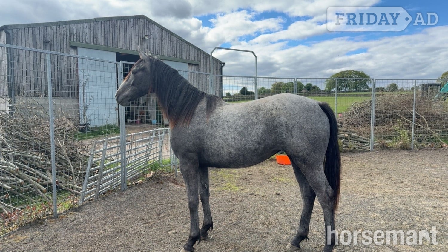 "Willow" Grey Filly Youngstock / Foal - Horses in Bingley