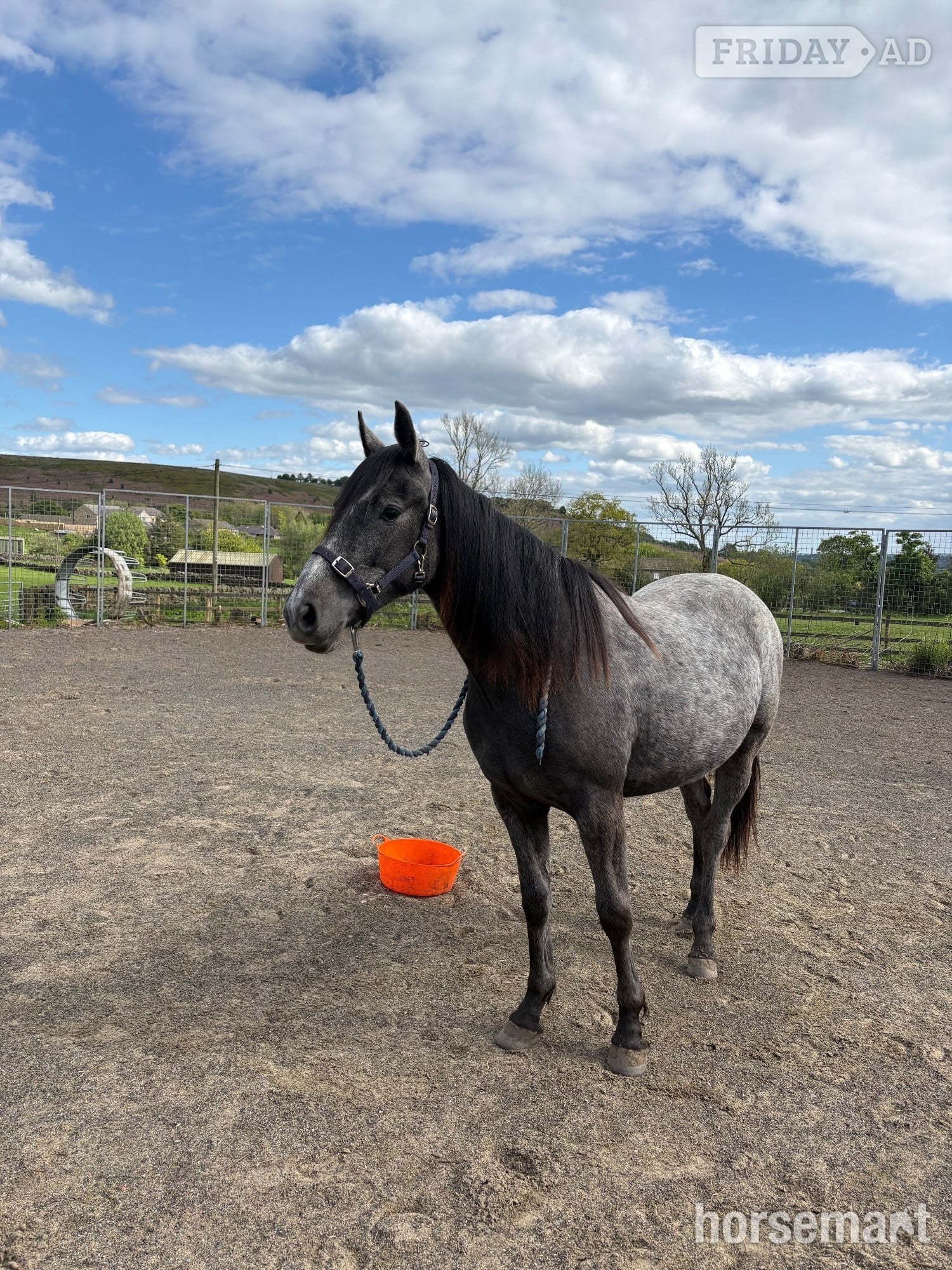 "Willow" Grey Filly Youngstock / Foal - Horses