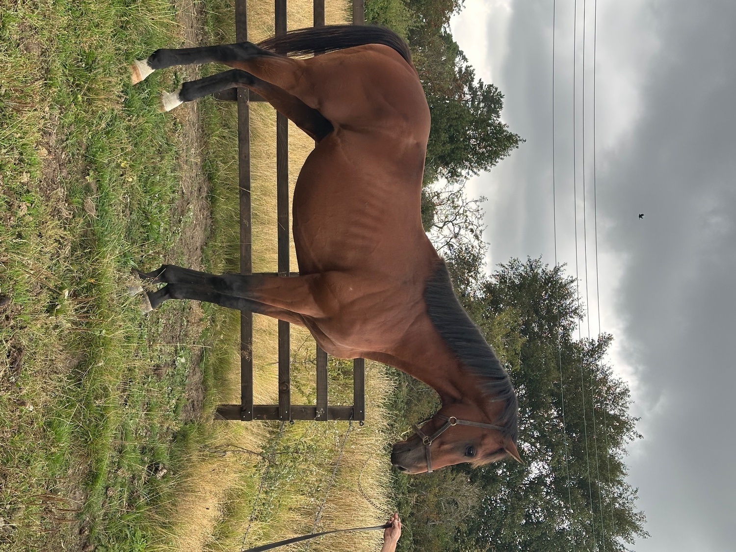"Blunder" Bay Stallion Ex Racehorse