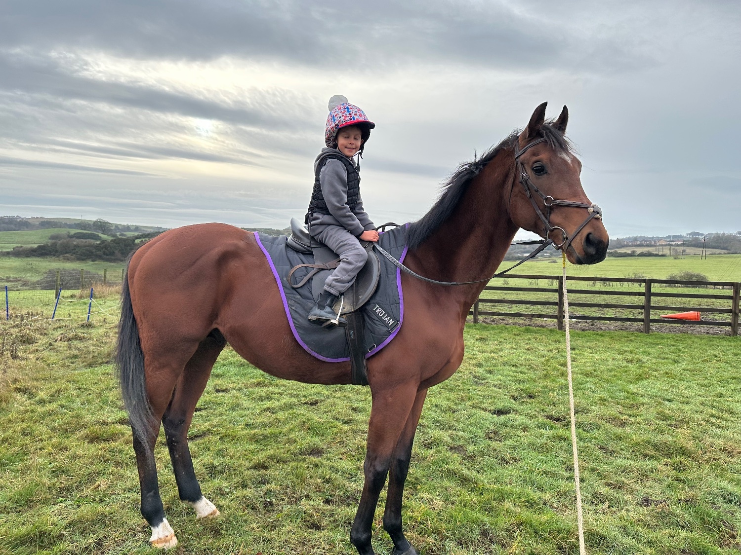 Durham "Blunder" Bay Stallion Ex Racehorse
