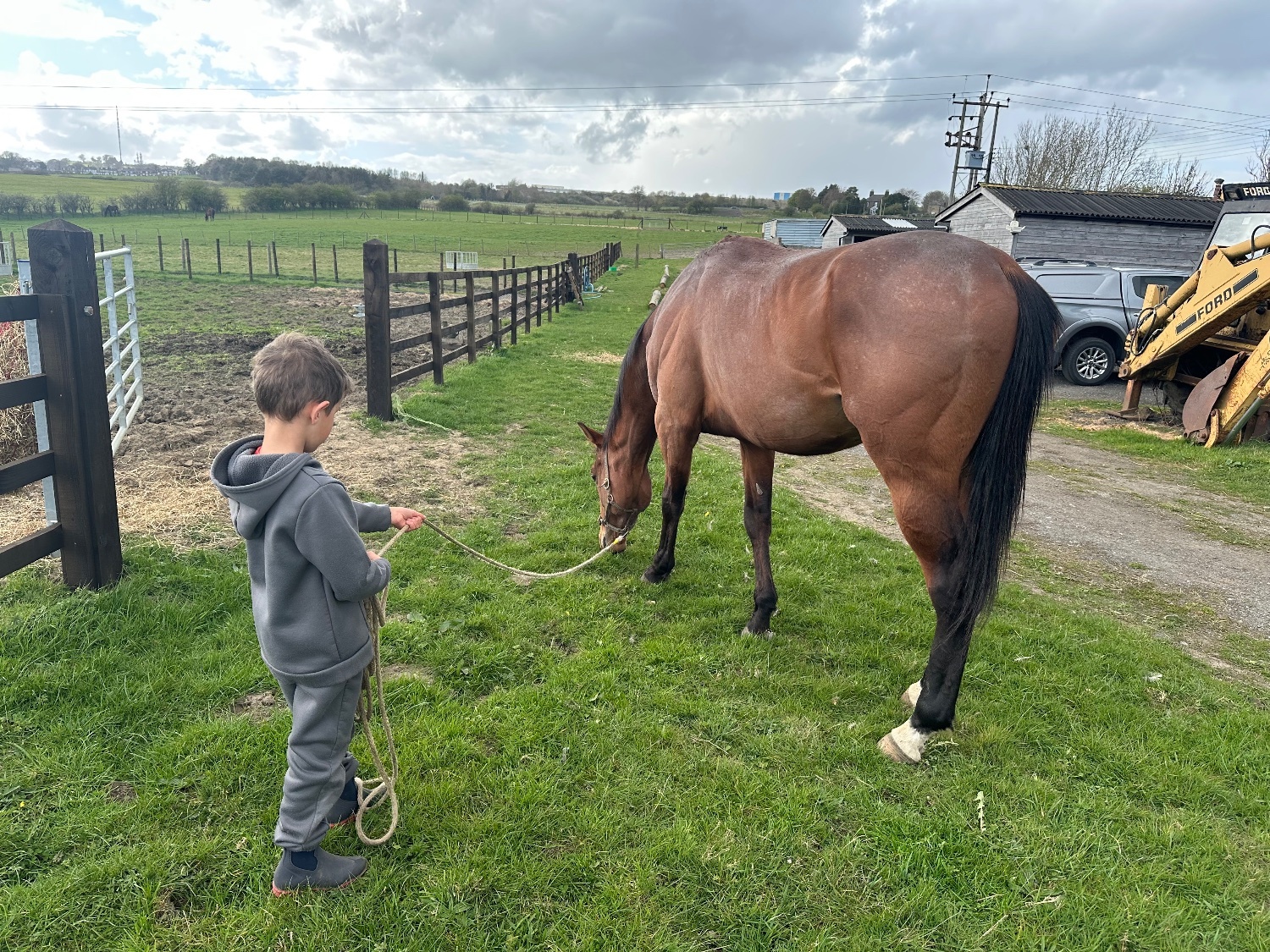 "Blunder" Bay Stallion Ex Racehorse - Horses in Durham