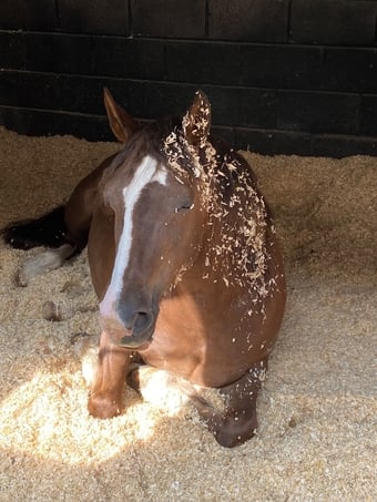 "Katie" Chestnut Mare Cob/Heavy Horse