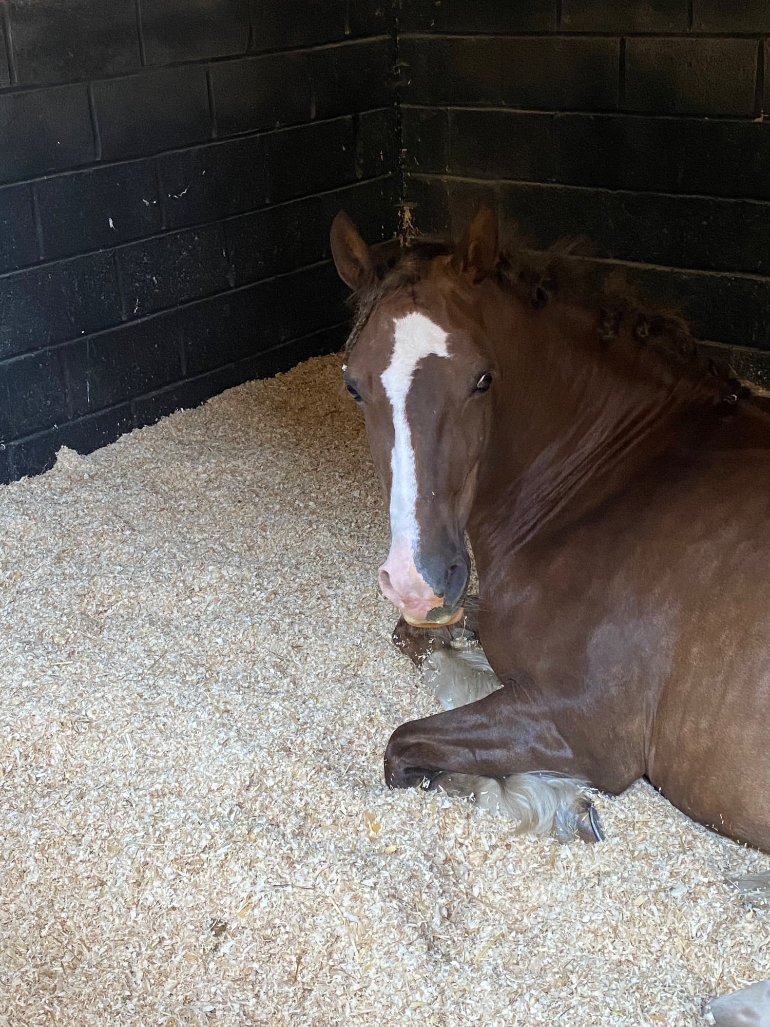 "Katie" Chestnut Mare Cob/Heavy Horse