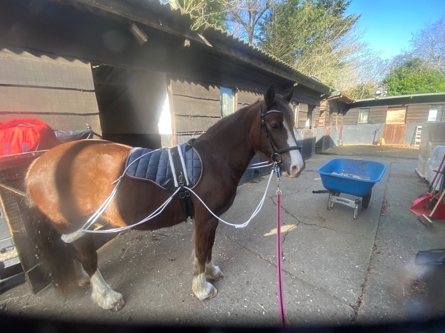 Hayes "Katie" Chestnut Mare Cob/Heavy Horse