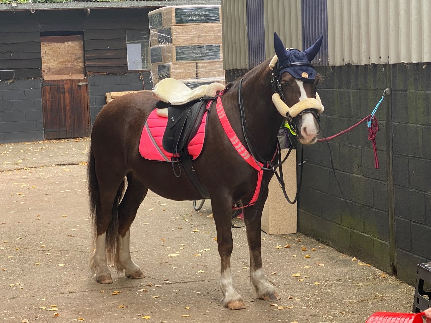 "Katie" Chestnut Mare Cob/Heavy Horse - Horses in Hayes