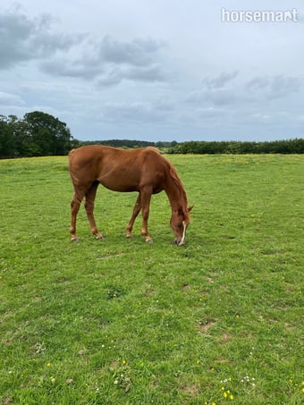 "Zeke" Chestnut Gelding Youngstock / Foal