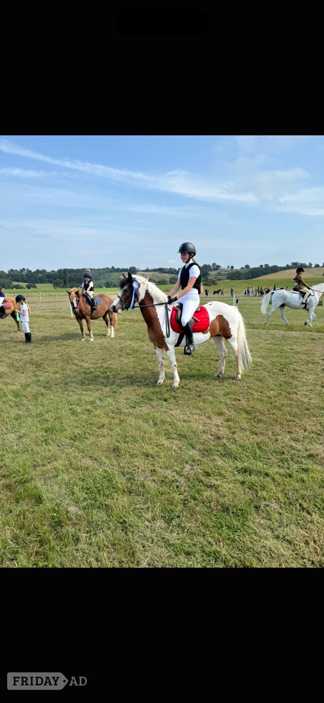 "Rarity" Skewbald Mare Happy Hacker in Enfield