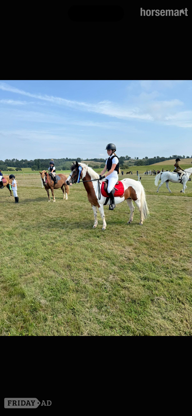 "Rarity" Skewbald Mare Happy Hacker in Enfield