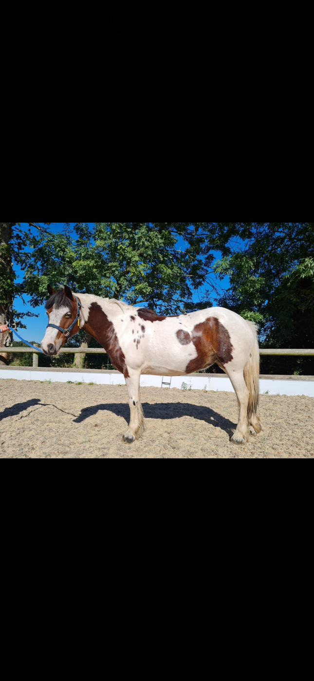 Enfield "Rarity" Skewbald Mare Happy Hacker