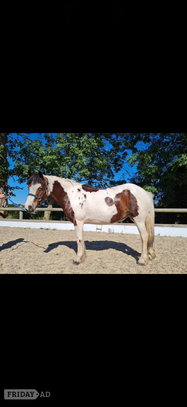 Enfield "Rarity" Skewbald Mare Happy Hacker