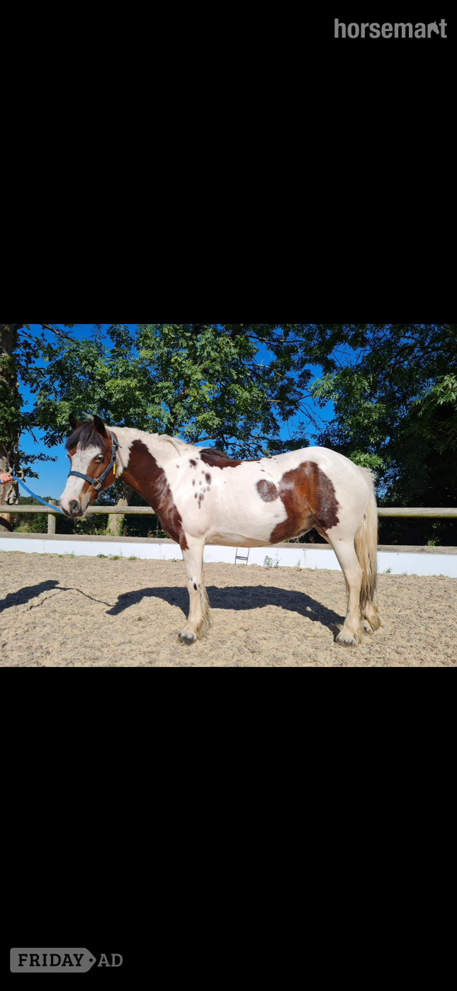 Enfield "Rarity" Skewbald Mare Happy Hacker