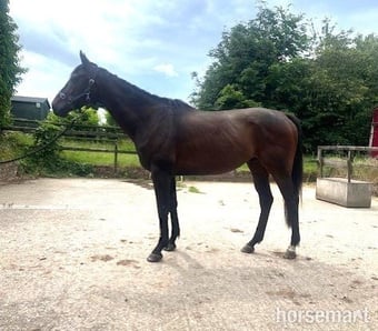 "Terry" Dark Bay Gelding All Rounder