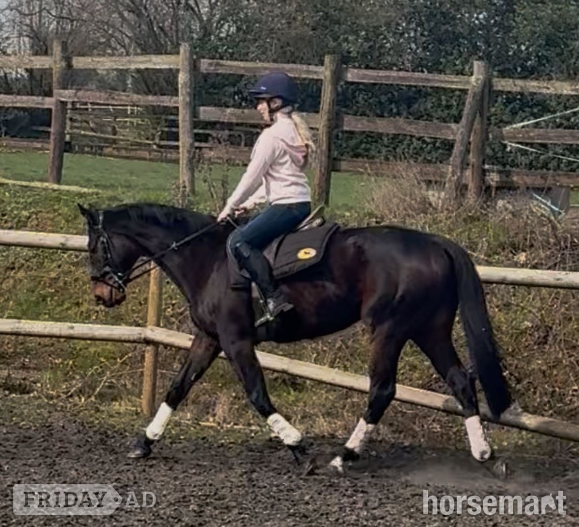 "Terry" Dark Bay Gelding All Rounder