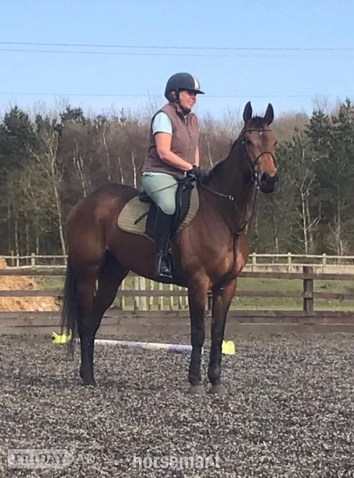 "Brie " Bay Mare Ex Racehorse in Sunderland