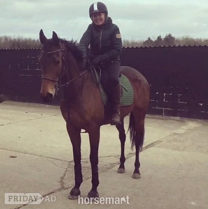 "Brie " Bay Mare Ex Racehorse