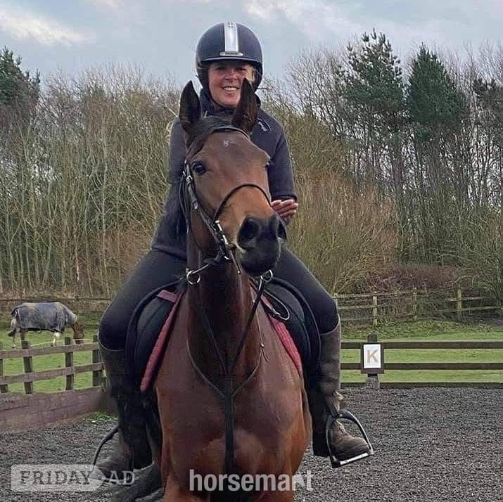 Sunderland "Brie " Bay Mare Ex Racehorse