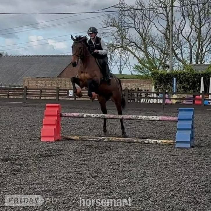 "Brie " Bay Mare Ex Racehorse - Horses in Sunderland
