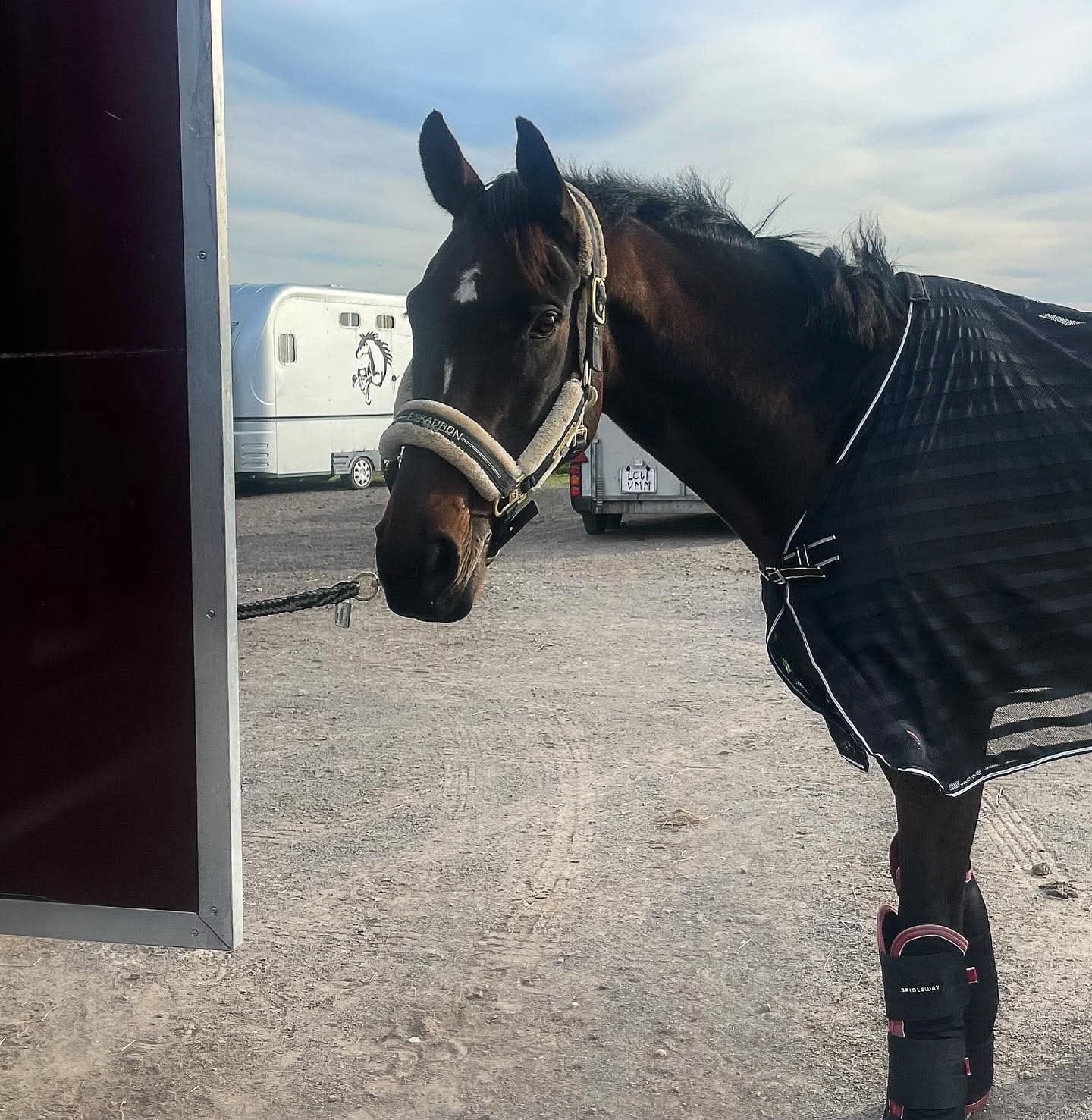 "Robin" Bay Gelding All Rounder - Horses