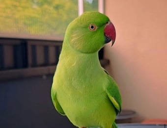 My baby ring neck tamed talking parrot 