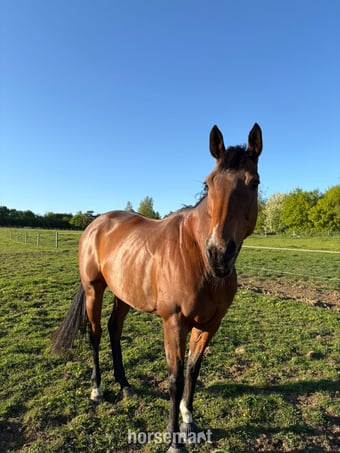 "Bailey " Bay Mare Family Horse
