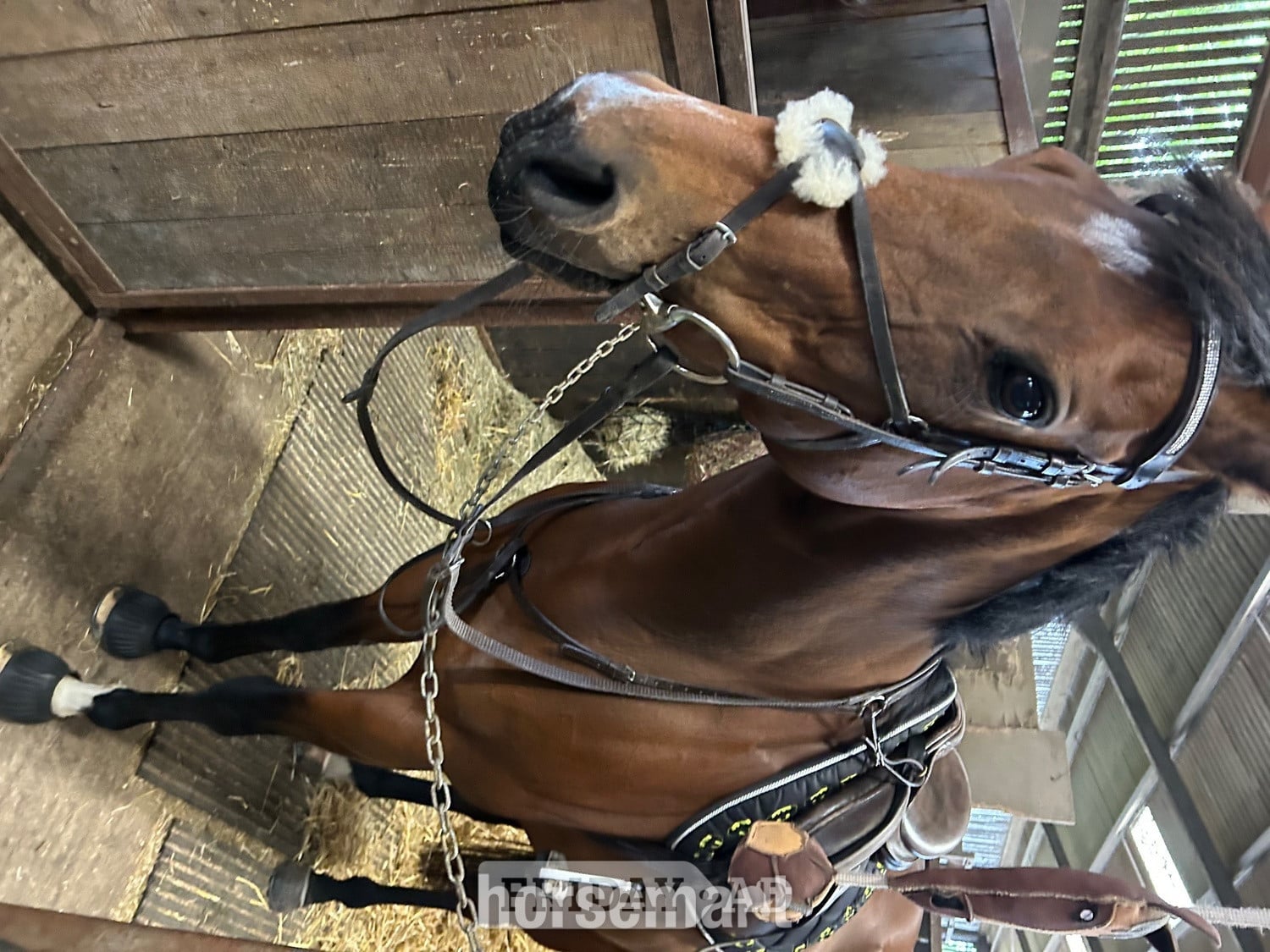 "Bailey " Bay Mare Family Horse - Horses in Brackley