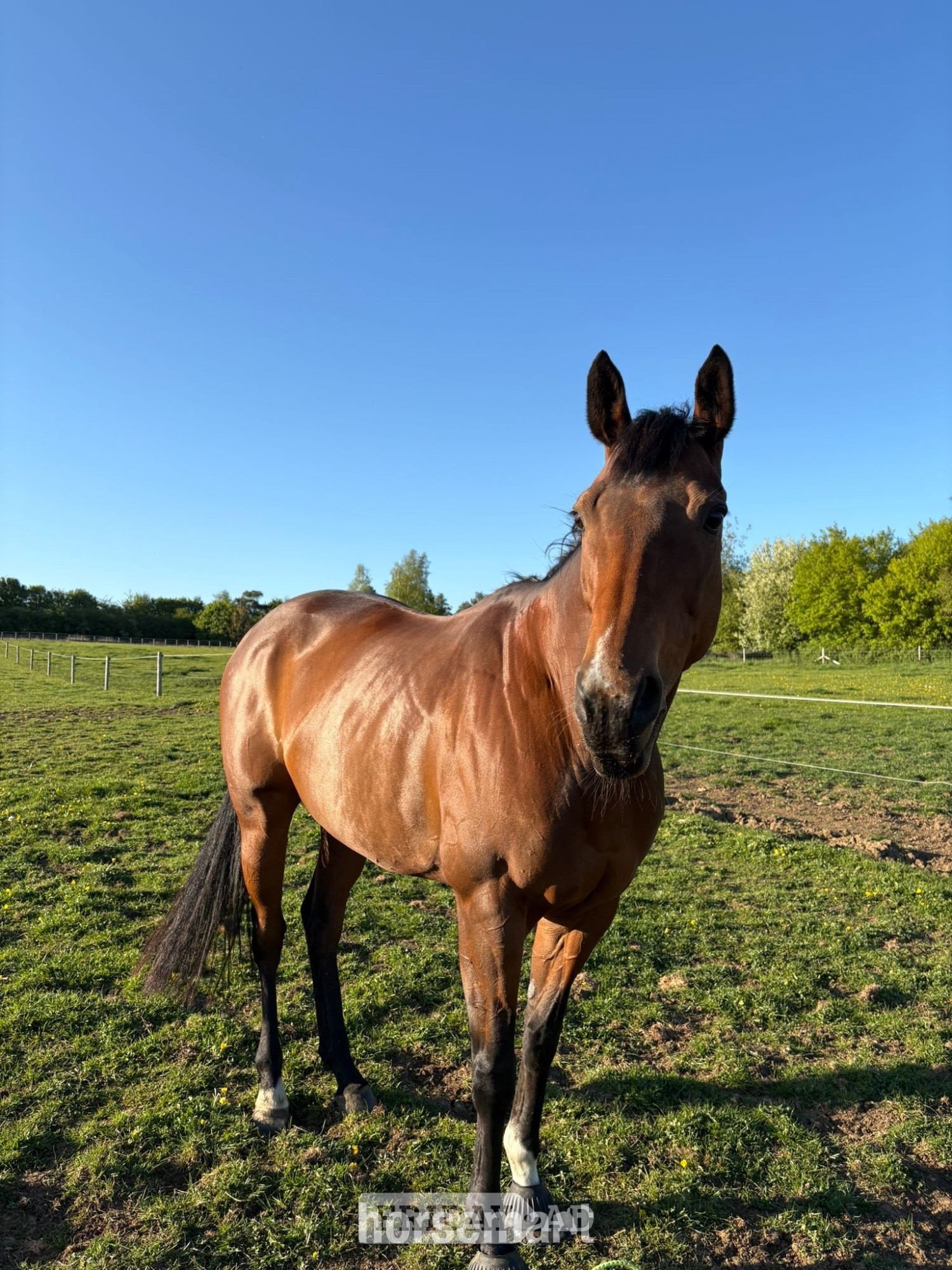"Bailey " Bay Mare Family Horse in Brackley