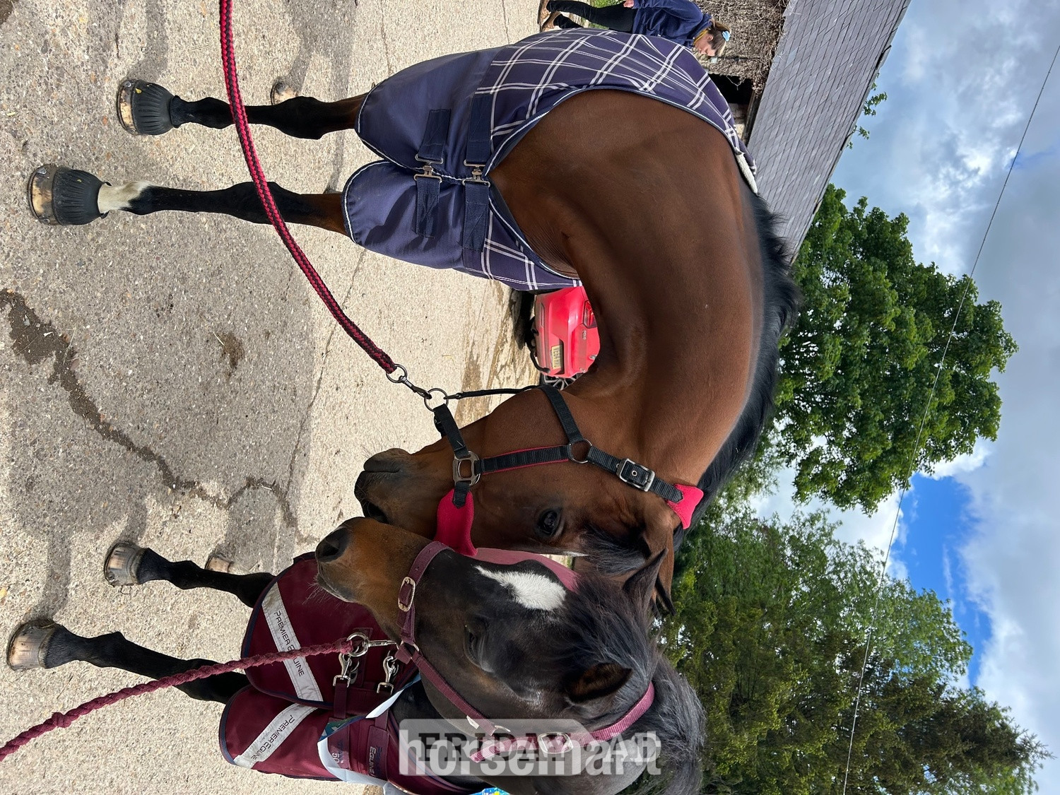 "Bailey " Bay Mare Family Horse - Horses