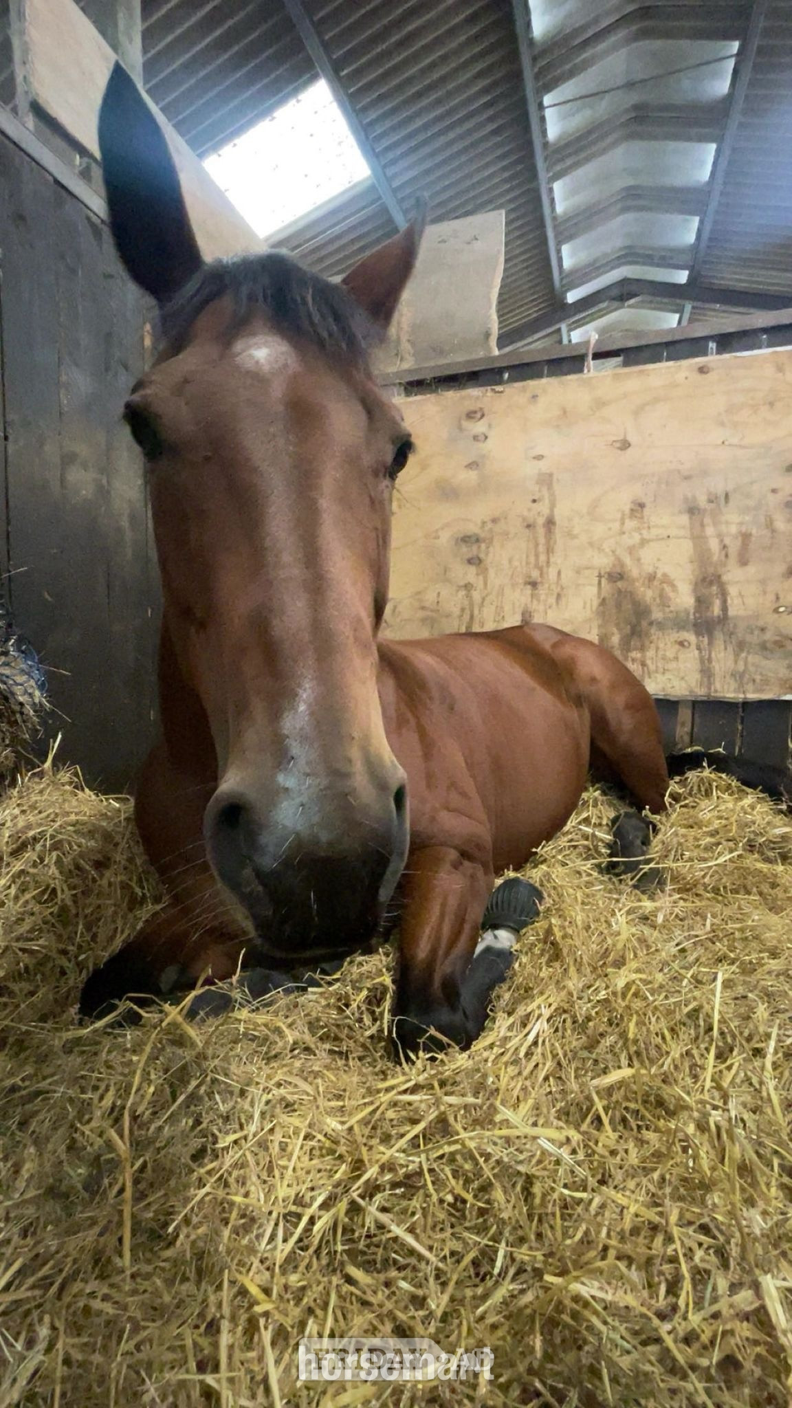 Brackley "Bailey " Bay Mare Family Horse