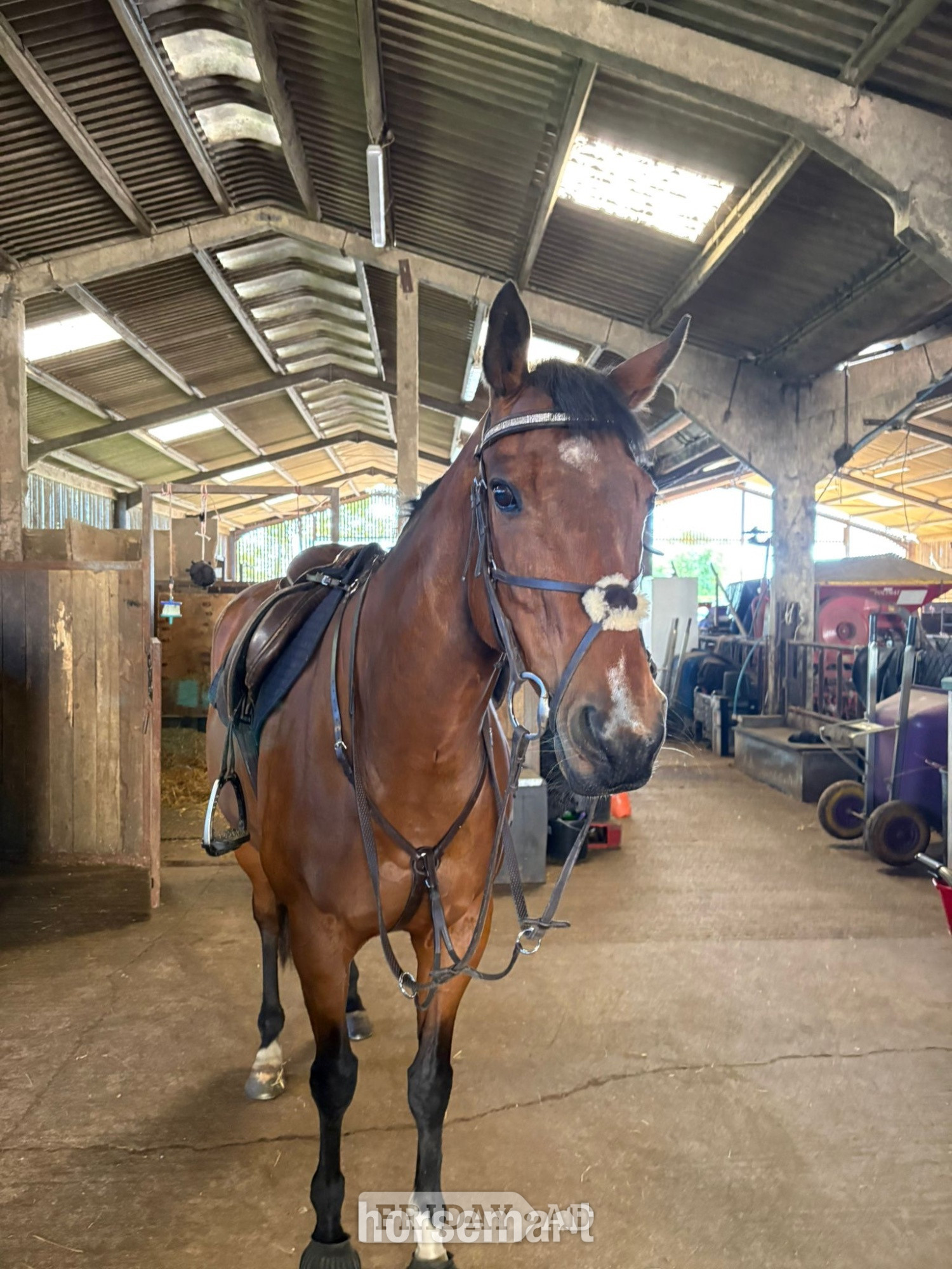 "Bailey " Bay Mare Family Horse