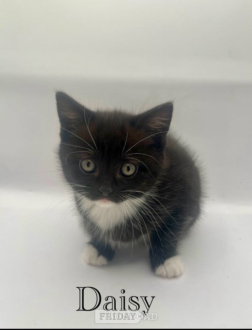 Beautiful British shorthair cross  in Guildford