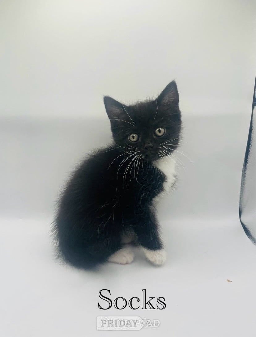 Beautiful British shorthair cross 