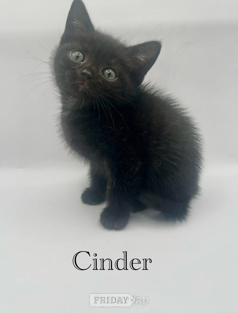 Guildford Beautiful British shorthair cross 