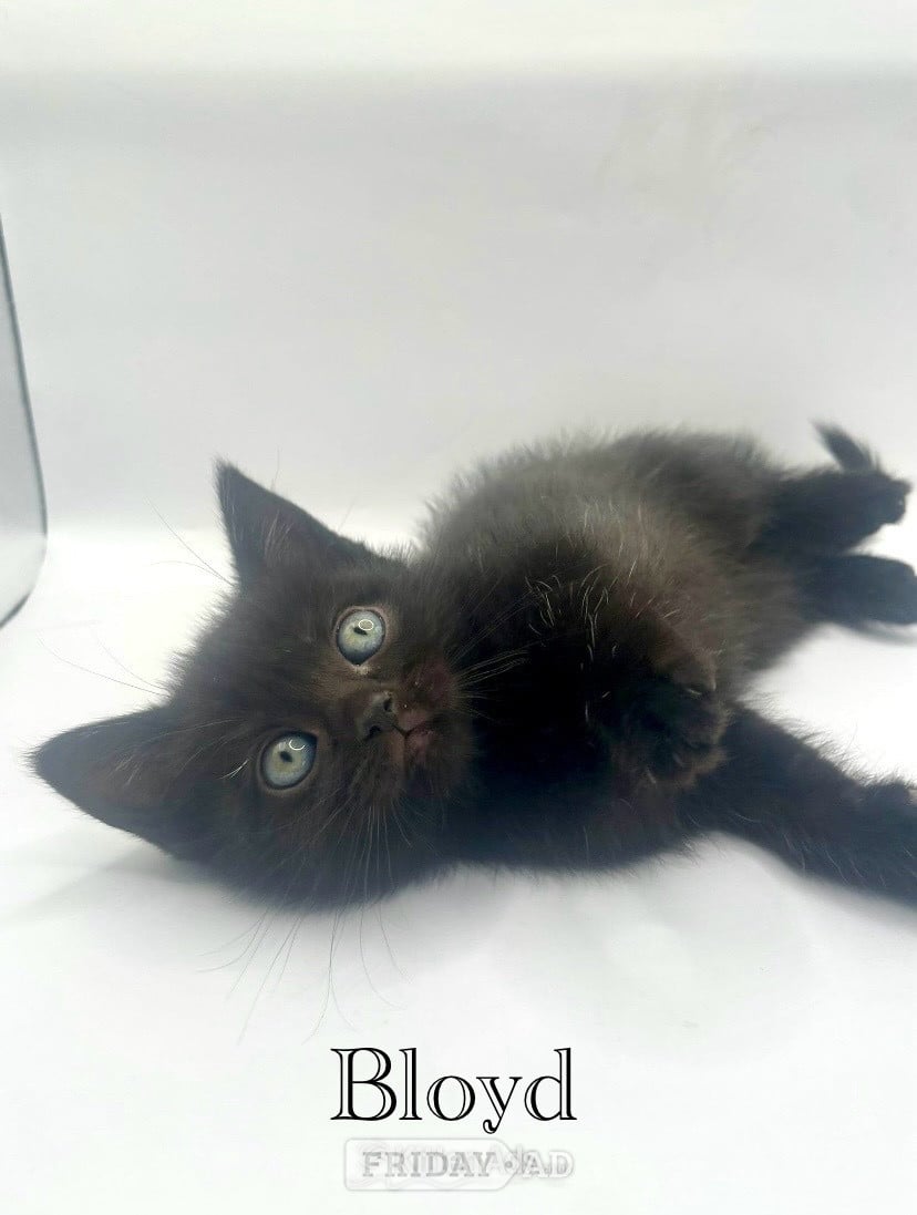 Beautiful British shorthair cross  - Cats & Kittens in Guildford