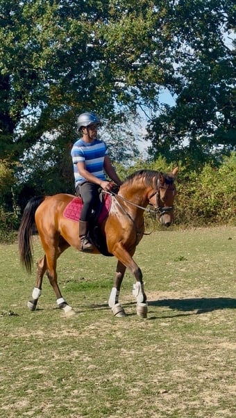 "Malik Ibn Ma’souda" Bay Gelding All Rounder