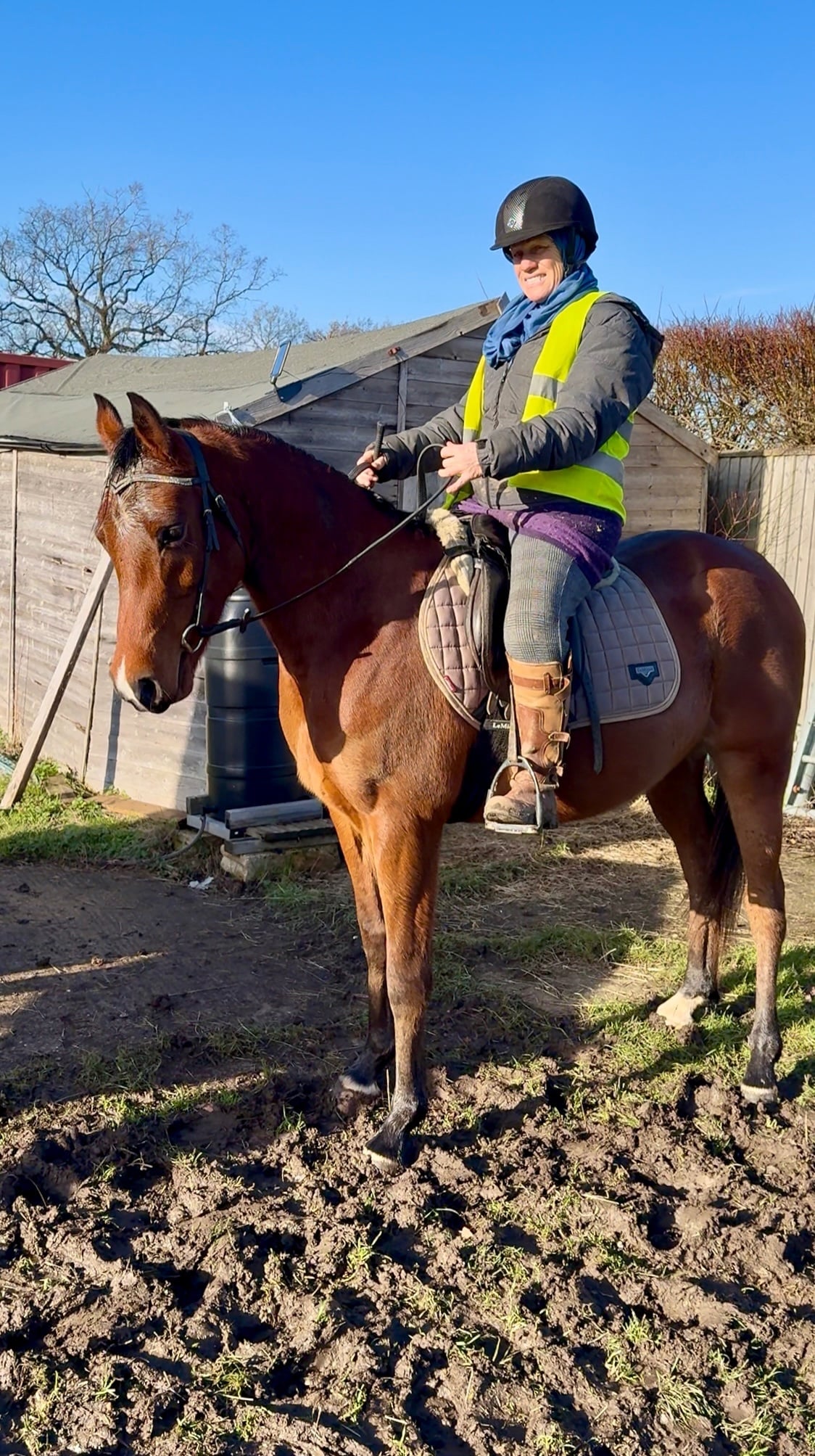 "Malik Ibn Ma’souda" Bay Gelding All Rounder