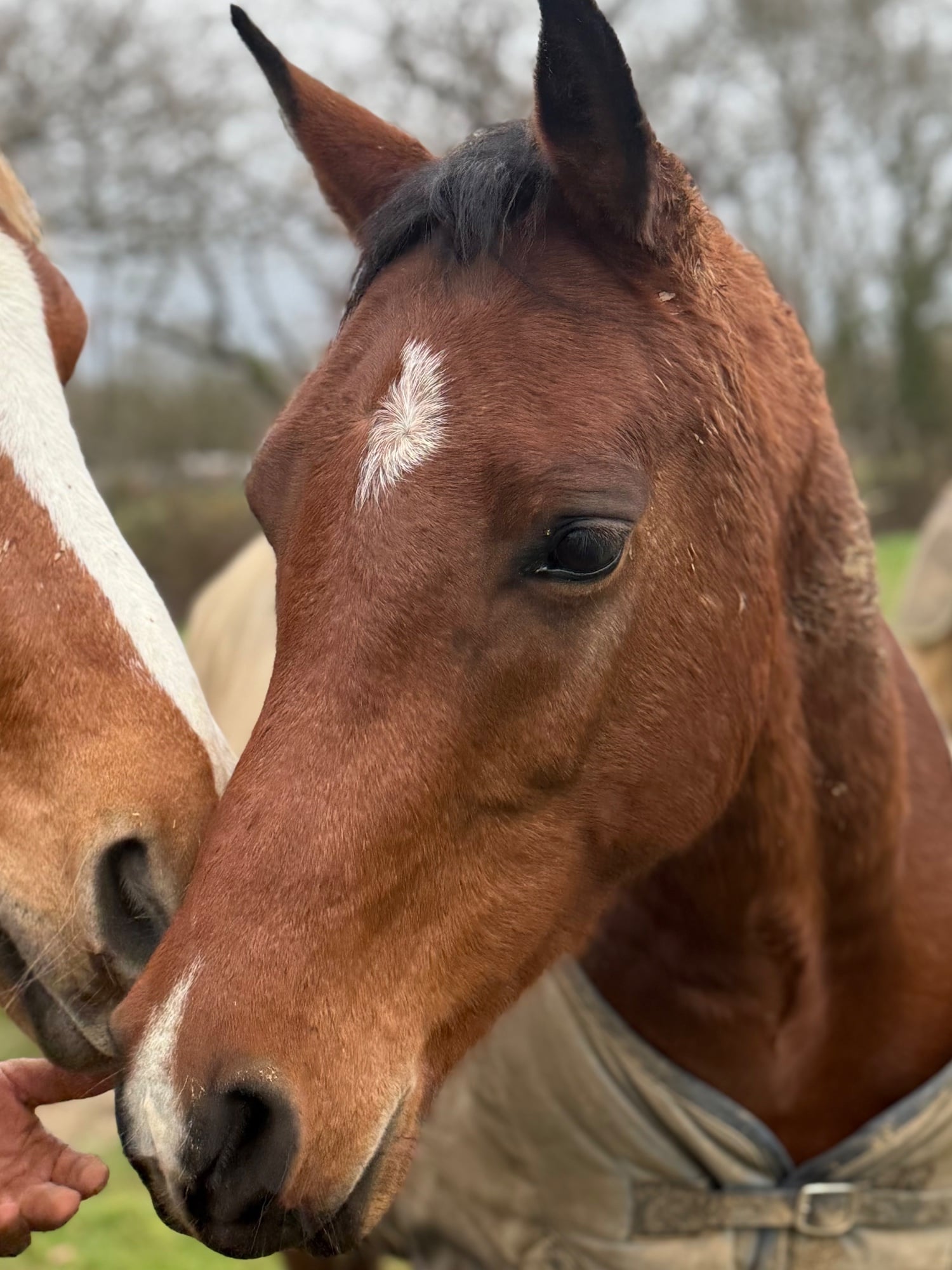 Maidstone "Malik Ibn Ma’souda" Bay Gelding All Rounder