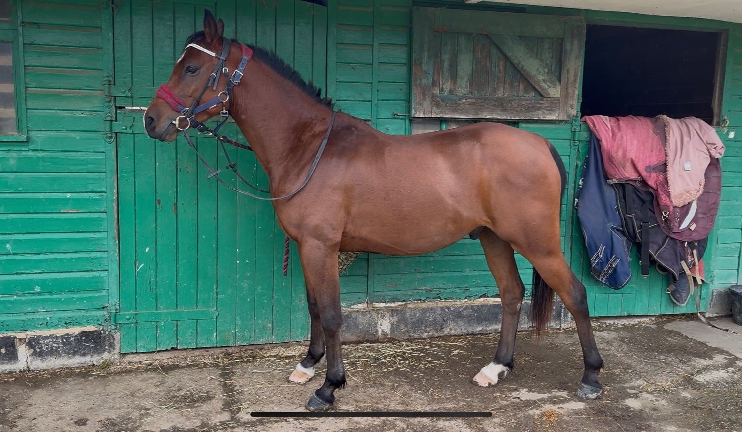 "Malik Ibn Ma’souda" Bay Gelding All Rounder - Horses in Maidstone