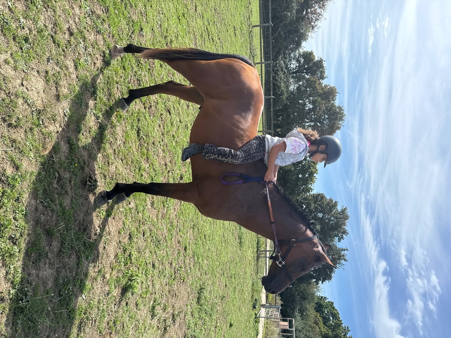 "Malik Ibn Ma’souda" Bay Gelding All Rounder - Horses