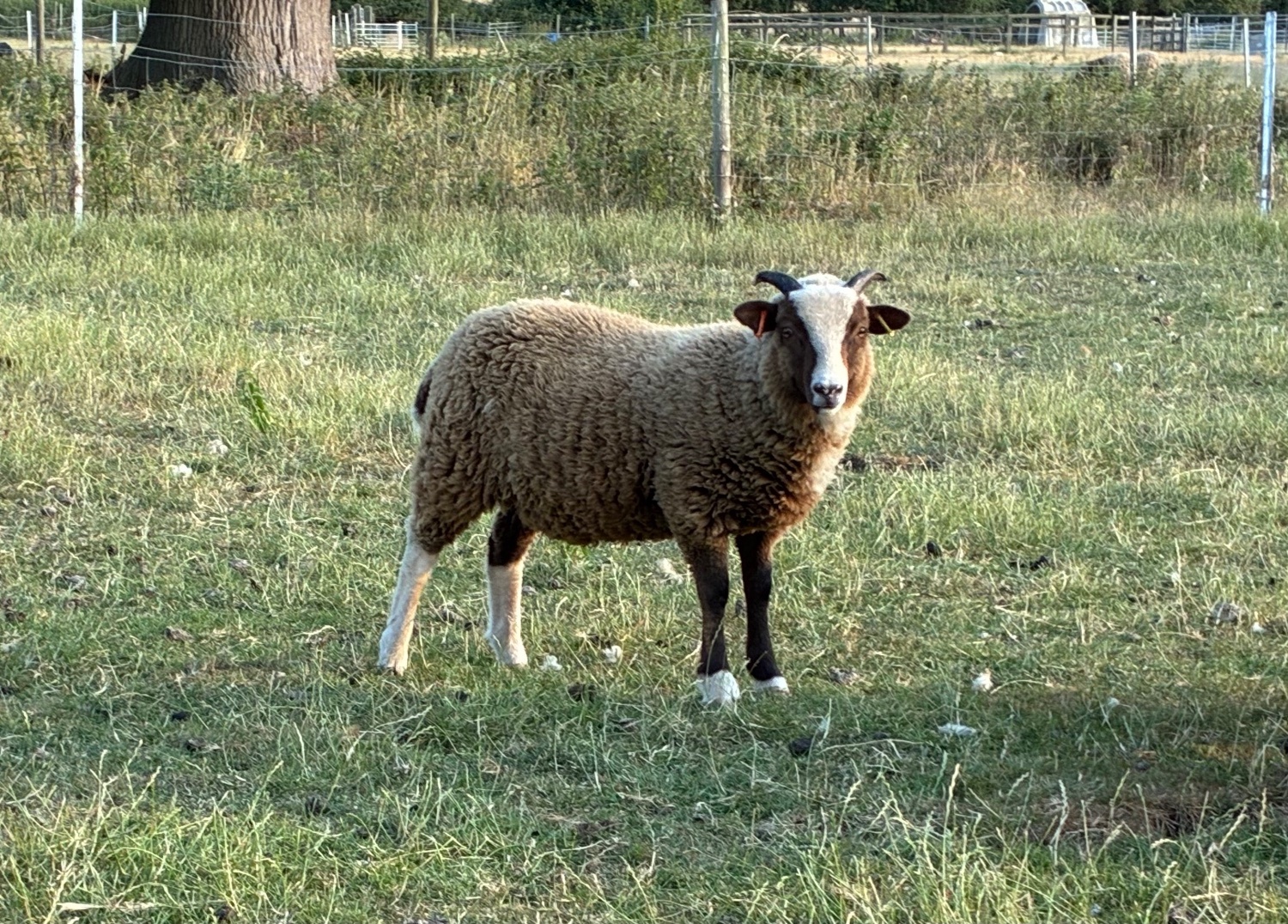 Shetland sheep wethers (castrated rams) for sale  - Livestock in Leighton Buzzard