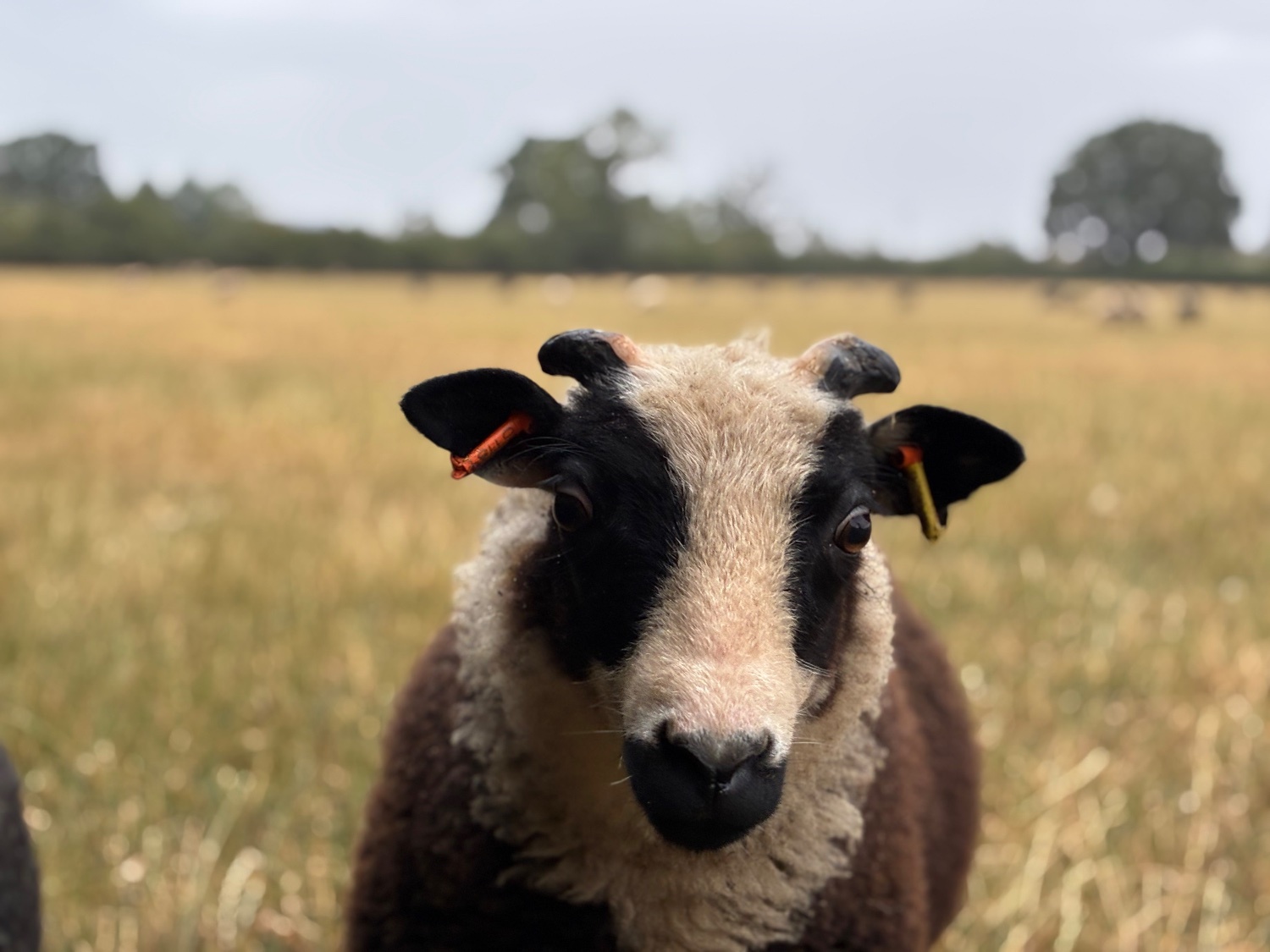 Shetland sheep wethers (castrated rams) for sale  - Livestock