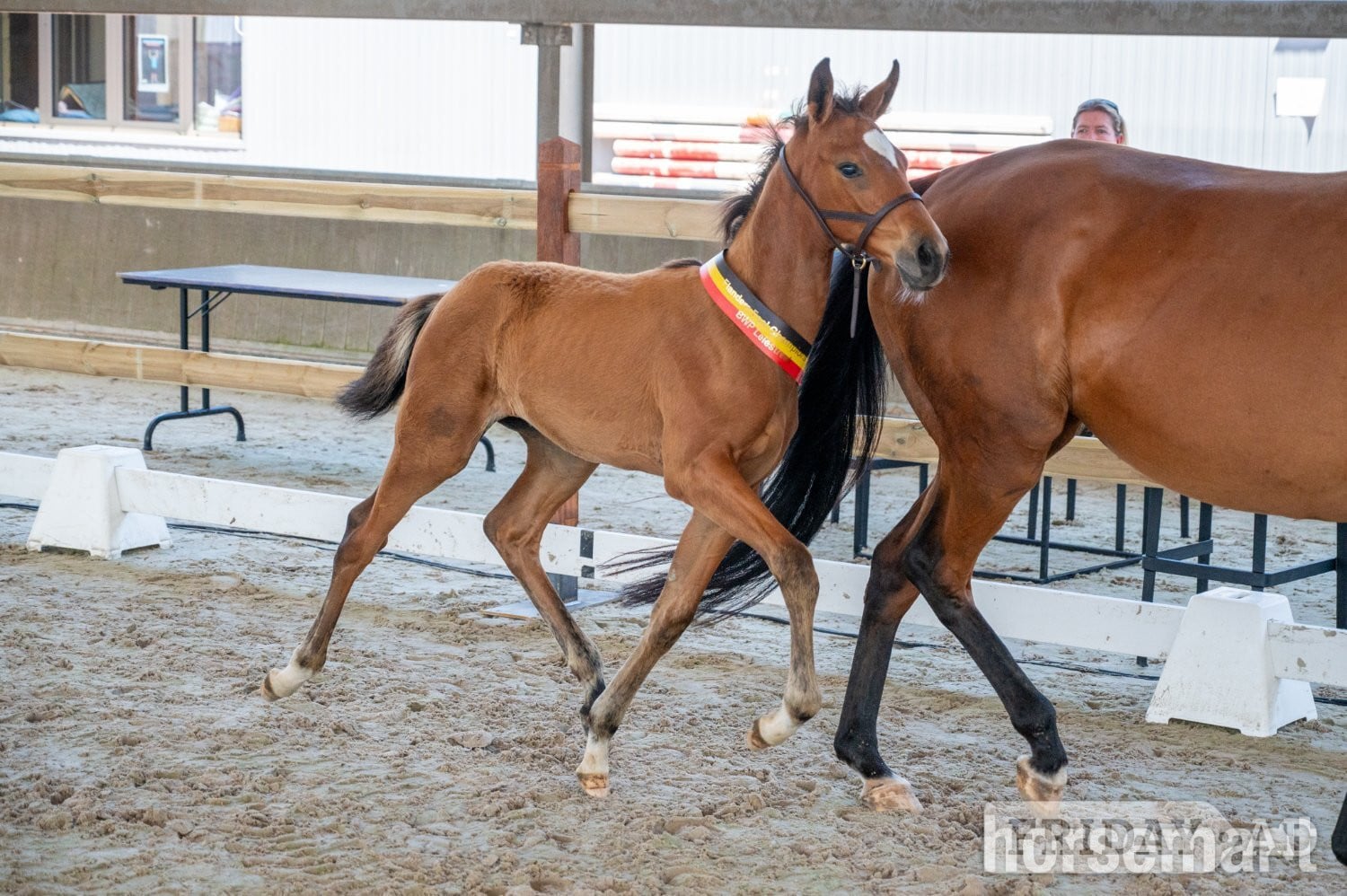 "Double U WW - BWP Foal Auction - Golden River Edition" Bay Stallion Show Jumper