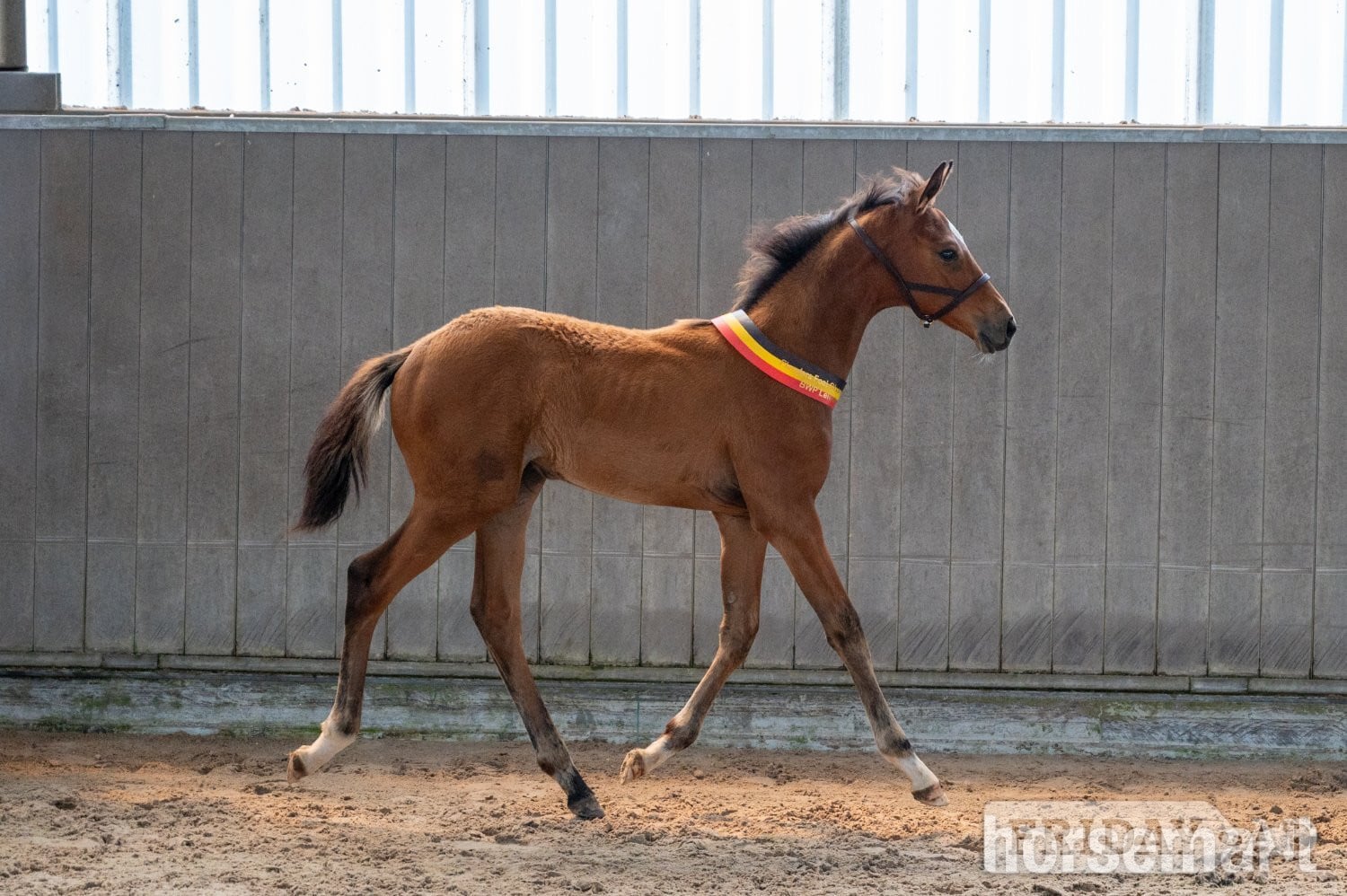 Dover "Double U WW - BWP Foal Auction - Golden River Edition" Bay Stallion Show Jumper
