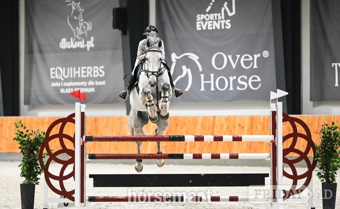"OBC-Carl-O - ESHA July Cocktail – Auction " Grey Stallion Show Jumper in Dover