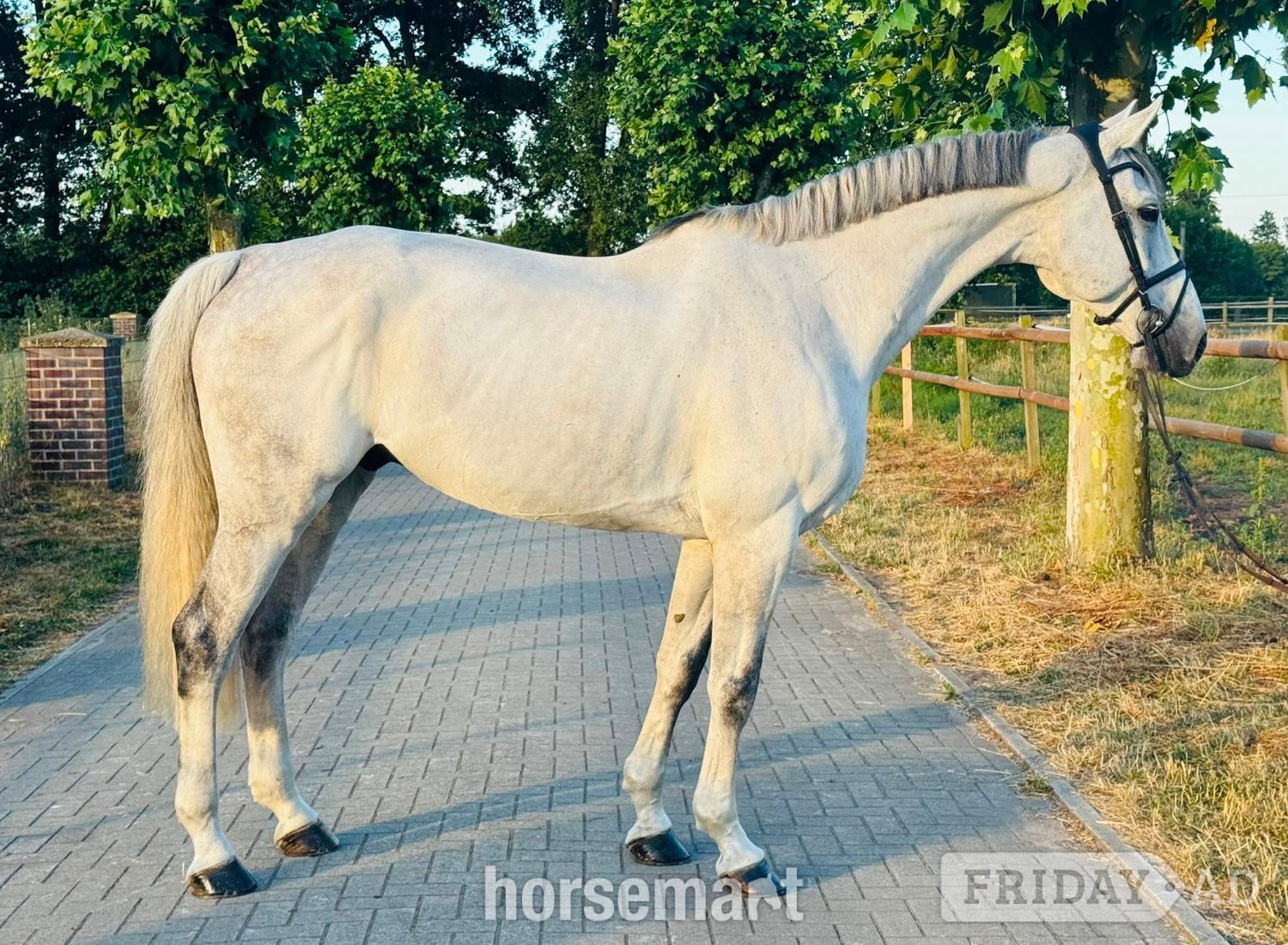 "OBC-Carl-O - ESHA July Cocktail – Auction " Grey Stallion Show Jumper