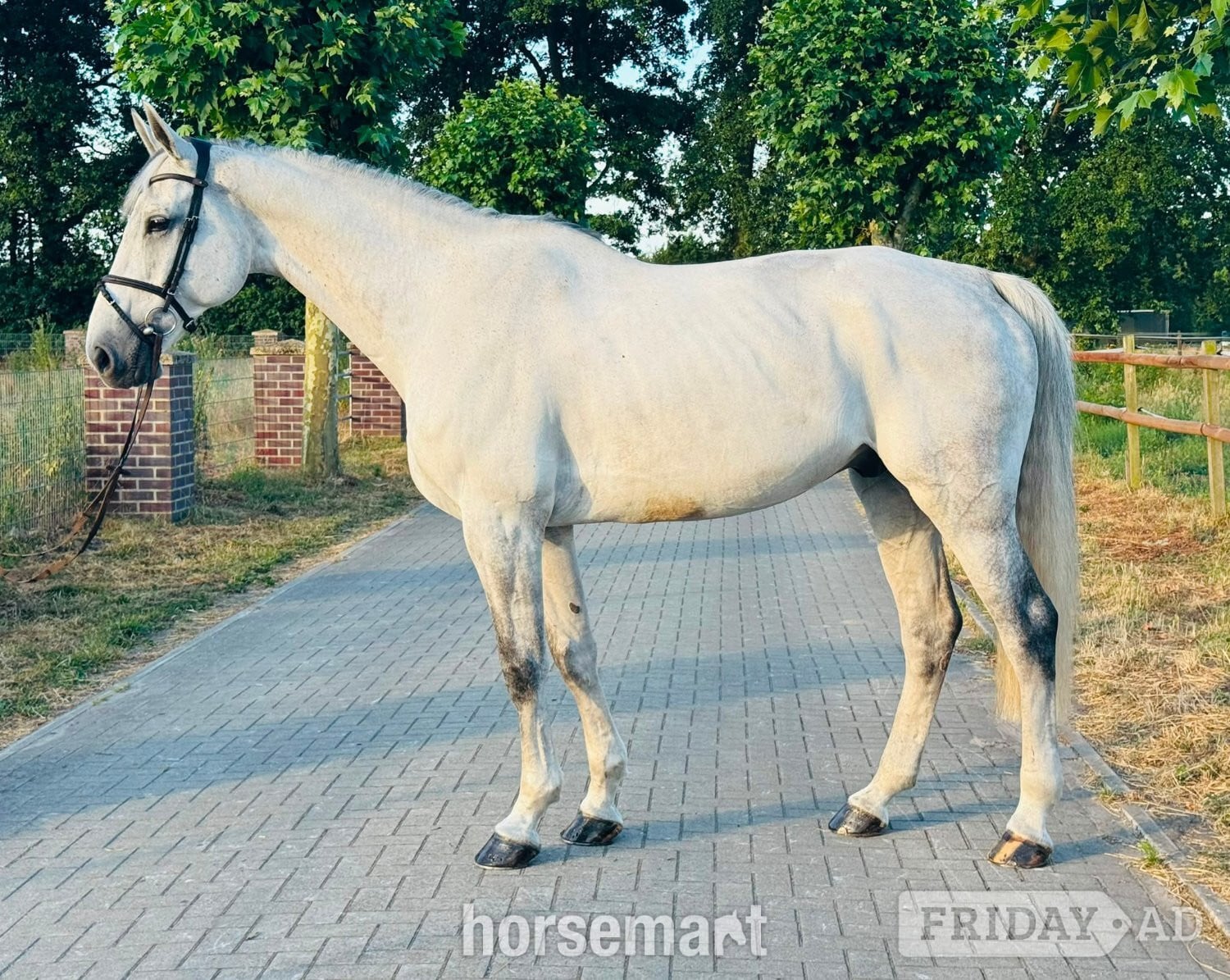 Dover "OBC-Carl-O - ESHA July Cocktail – Auction " Grey Stallion Show Jumper
