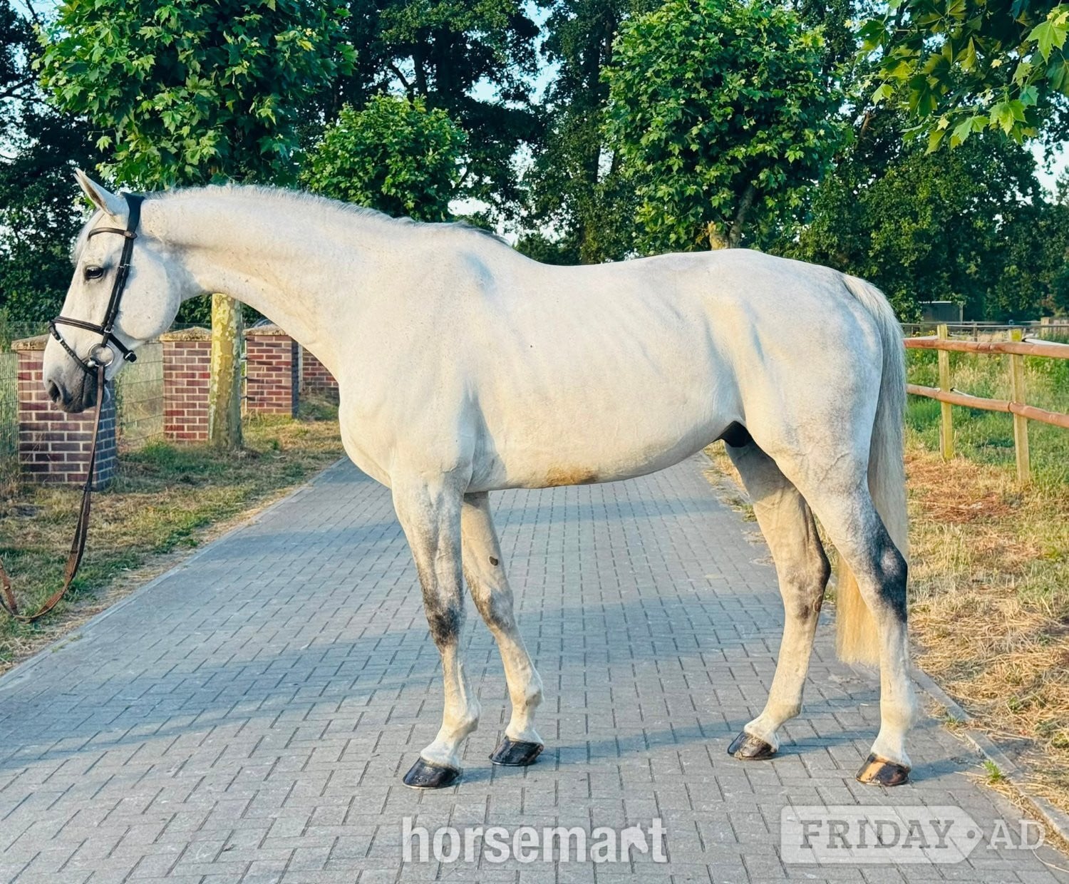 "OBC-Carl-O - ESHA July Cocktail – Auction " Grey Stallion Show Jumper - Horses in Dover
