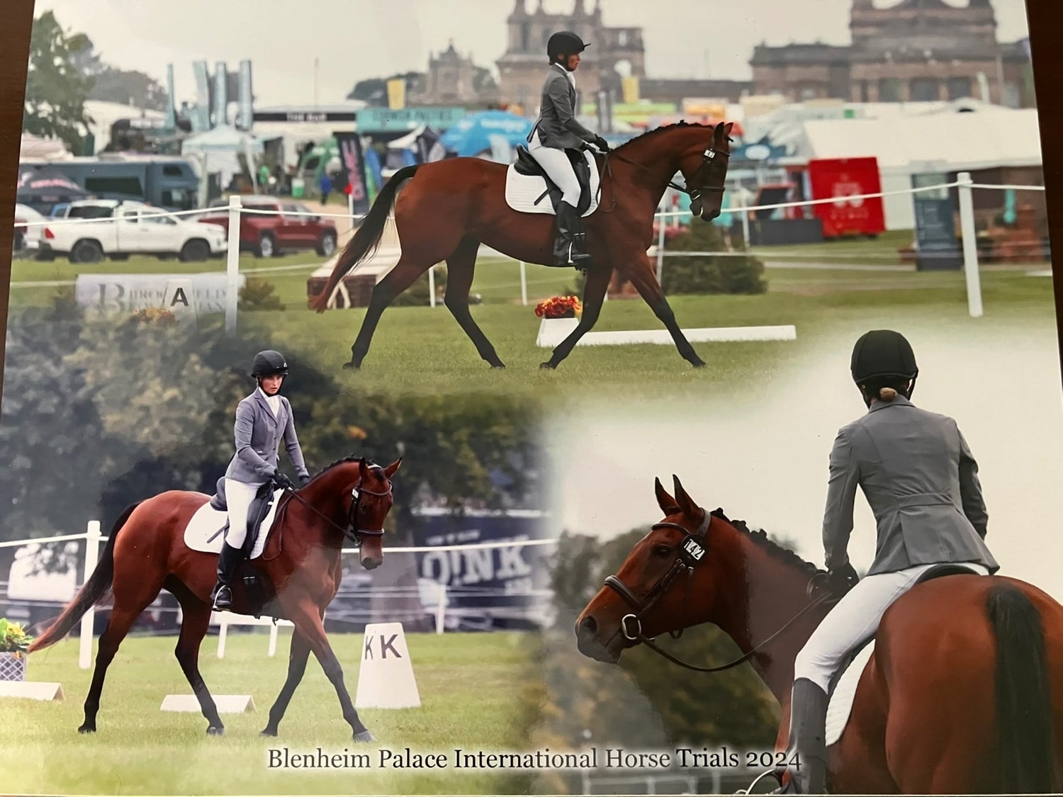 "Kira" Bay Mare All Rounder