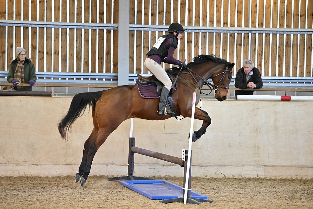 "Kira" Bay Mare All Rounder - Horses